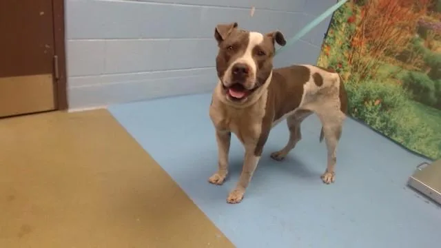 An adult large-sized male Pit Bull Terrier dog named Texas for adoption in Moreno Valley, CA