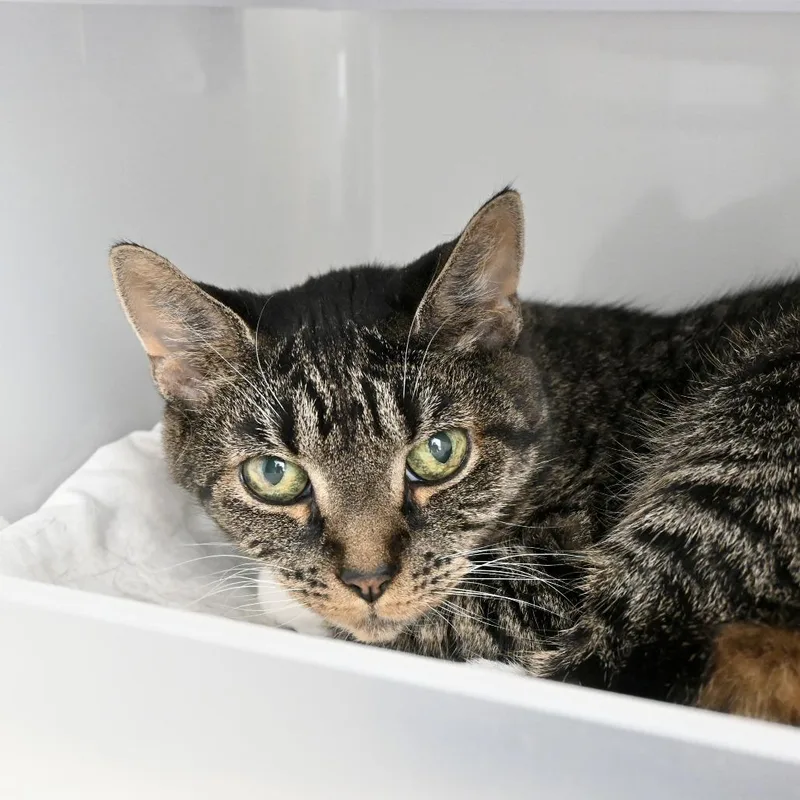 A senior medium-sized female Brown / Chocolate Domestic Short Hair cat named Chow Meow Meow for adoption in New York, NY