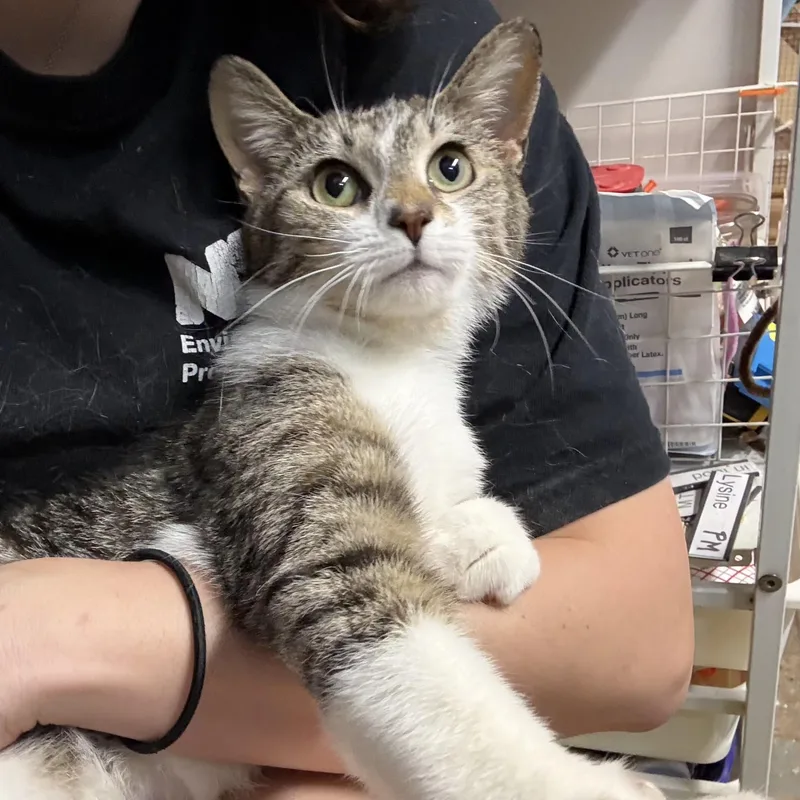 A young medium-sized female Tabby (Brown / Chocolate) Domestic Short Hair cat named Holly N. – Lap for adoption in New York, NY
