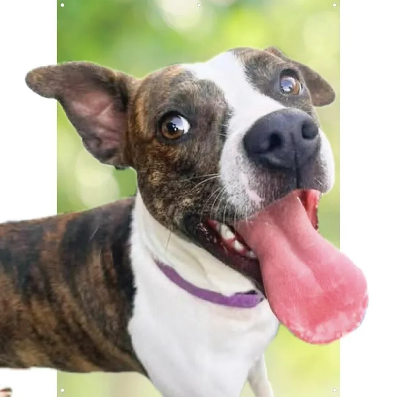 An adult medium-sized female Mixed Breed dog named Poppy for adoption in Acworth, GA