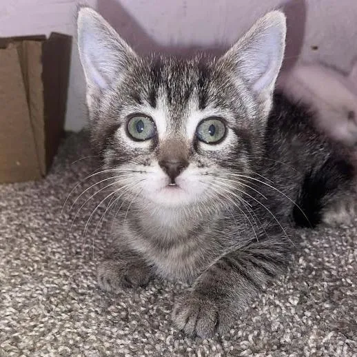 A baby small-sized female Brown / Chocolate Domestic Short Hair cat named Anastasia for adoption in Sioux Falls, SD