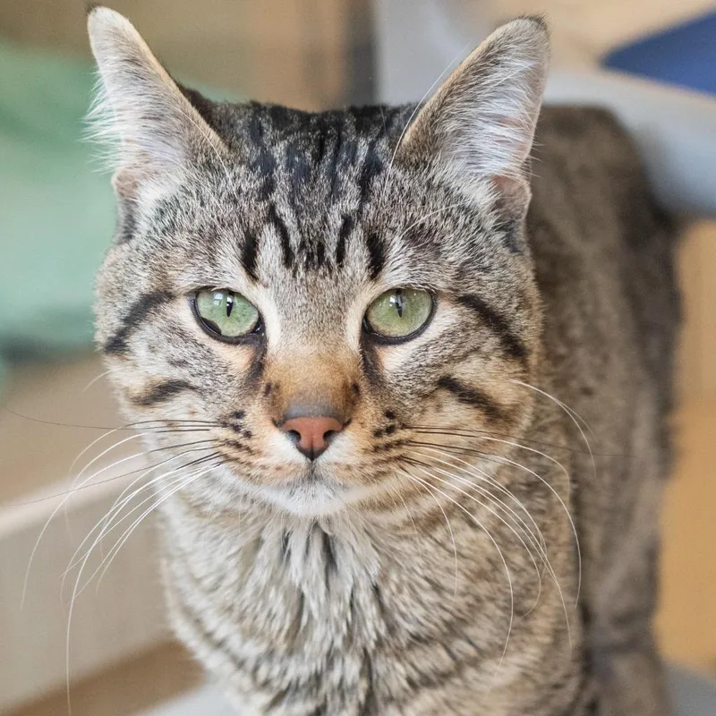 An adult medium-sized male Tabby (Brown / Chocolate) Domestic Short Hair cat named Arrow for adoption in Pontiac, MI