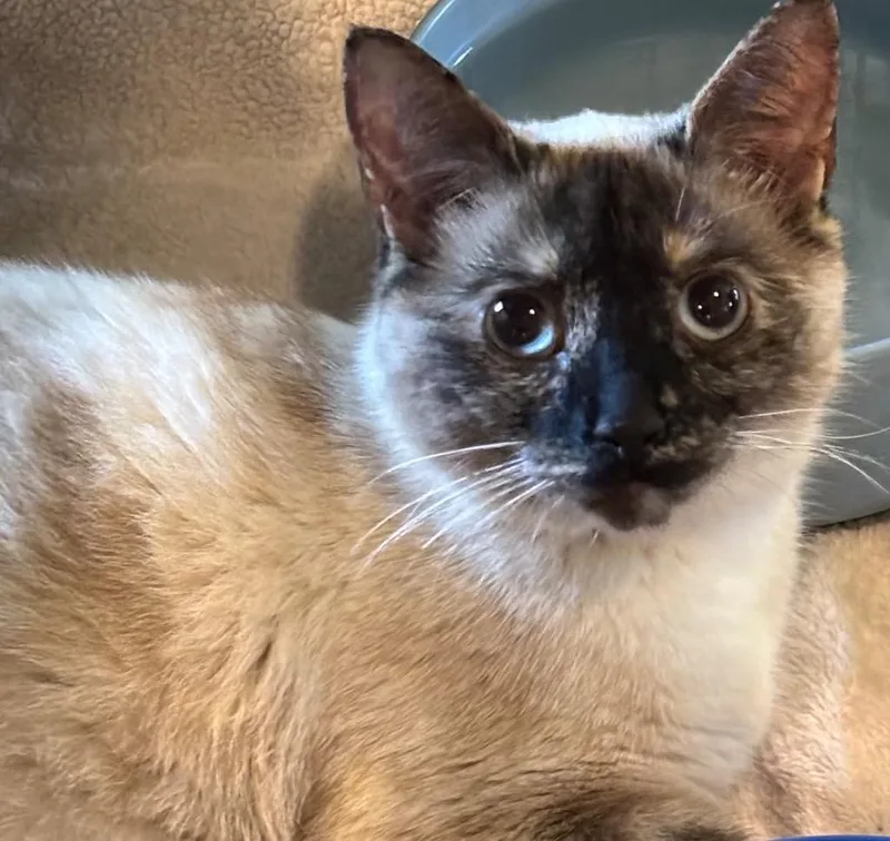 A young small-sized female Domestic Short Hair cat named Canola for adoption in Elizabethton, TN