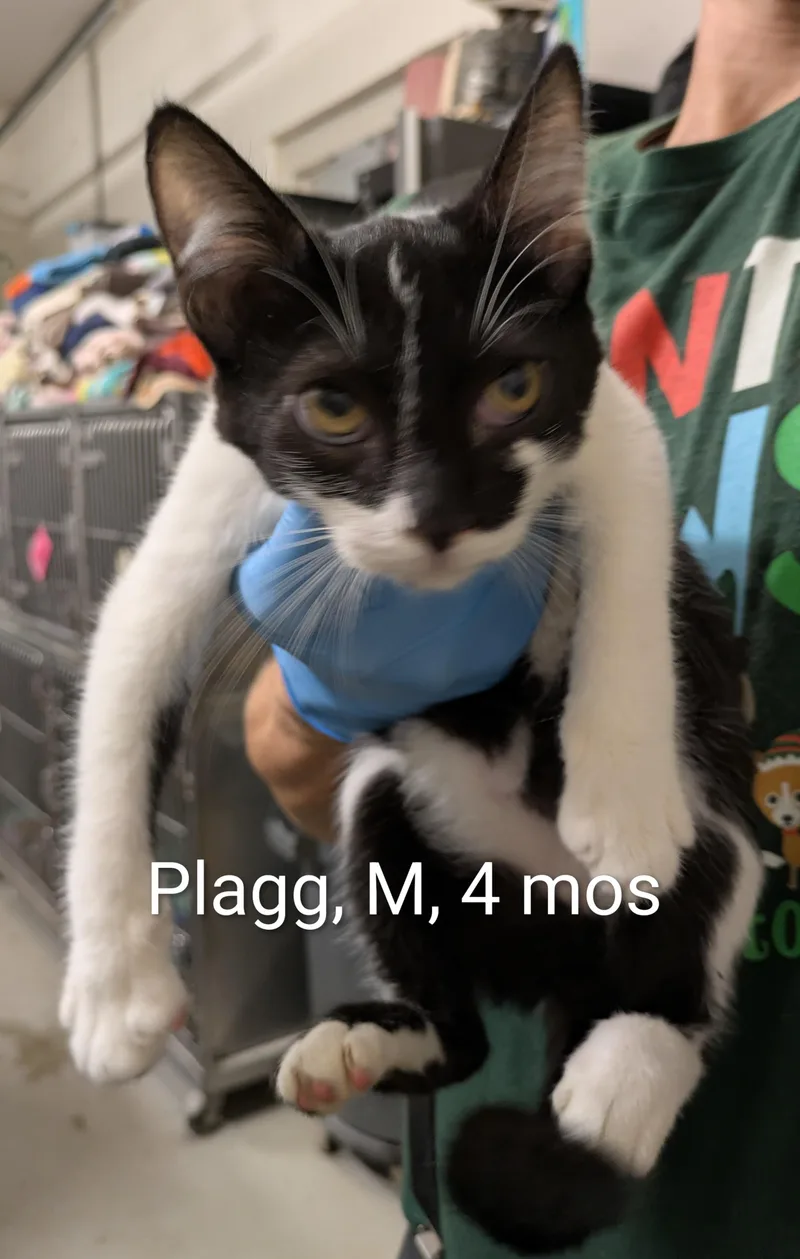 A young small-sized male White Domestic Short Hair cat named Plagg for adoption in Bedford, VA