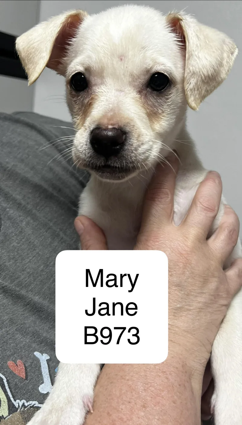 A baby small-sized female Yellow / Tan / Blond / Fawn Chihuahua dog named Mary Jane for adoption in Morganton, NC