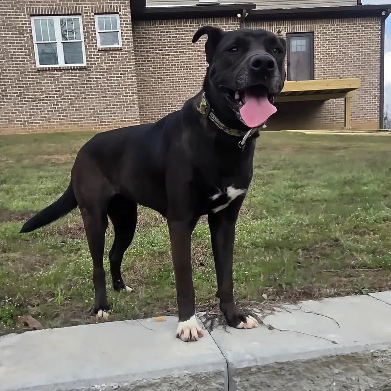 An adult small-sized female Labrador Retriever dog named Nessie for adoption in Warrior, AL