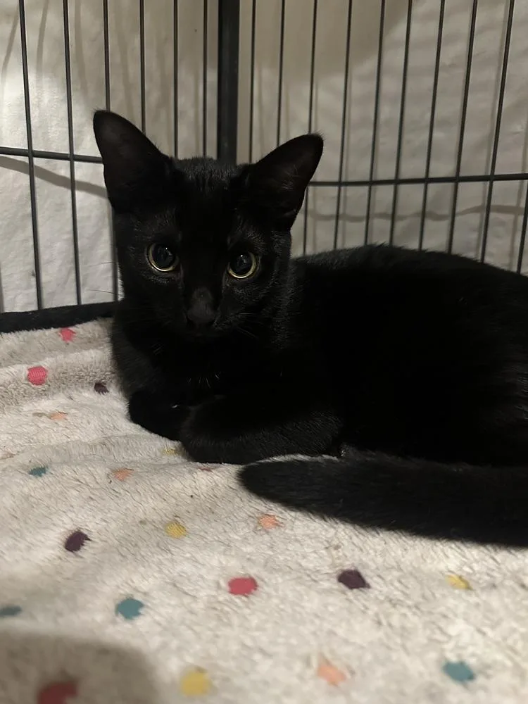 A baby small-sized female Black Domestic Short Hair cat named Sabrina for adoption in Loveland, OH