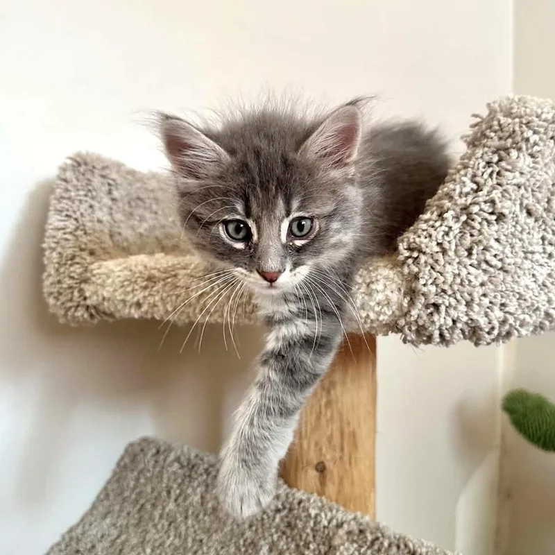 A baby medium-sized male Gray / Blue / Silver Domestic Medium Hair cat named Sprout Bean for adoption in Muskego, WI