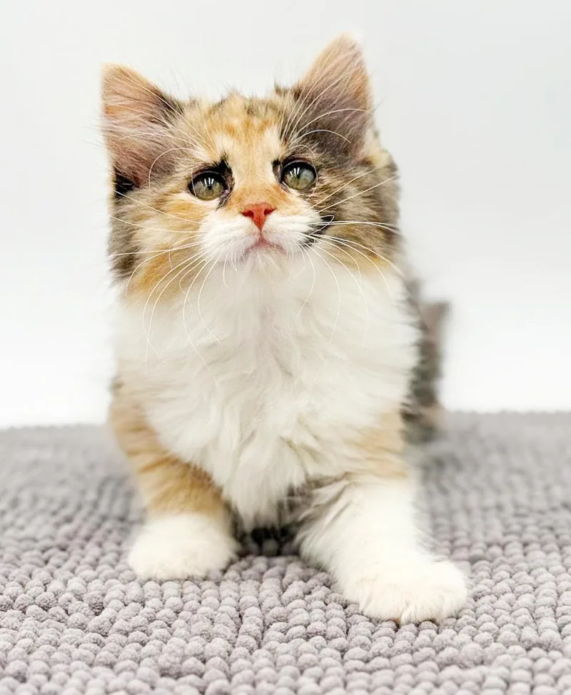 A baby small-sized female Calico Ragdoll cat named Taylor Is Our Superstar for adoption in Bedford Hills, NY