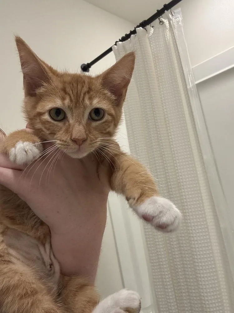 A baby small-sized male Domestic Short Hair cat named Benji Rp for adoption in Greenville, SC