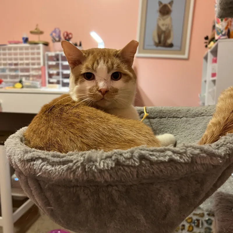 Creansickle thumbnail 2