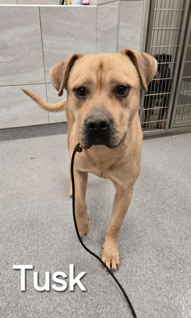 Tusk Yrly thumbnail 2