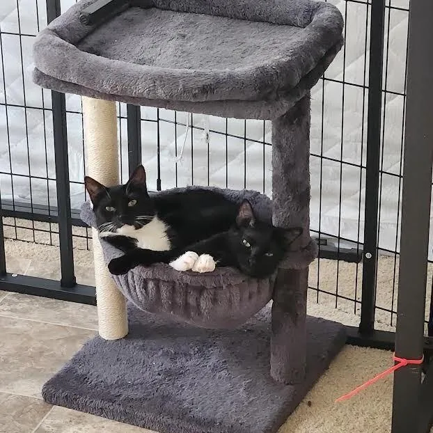 A young small-sized female Black Domestic Short Hair cat named Cookie for adoption in Greensburg, PA