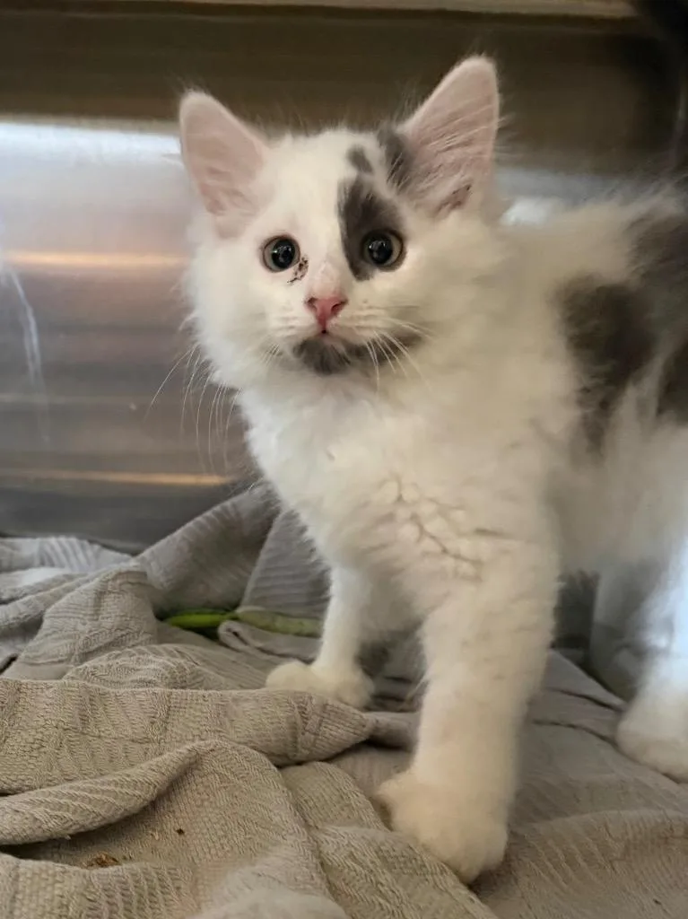 A baby small-sized male Domestic Short Hair cat named Dopey for adoption in Hyde Park, NY