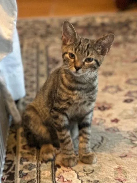 A young medium-sized female Domestic Short Hair cat named Pippi for adoption in Ocean Pines, MD