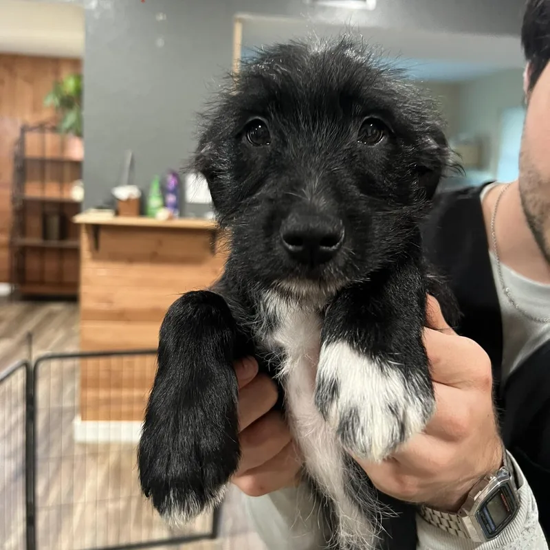 A baby medium-sized female Black Miniature Schnauzer dog named Cherry Schnapps for adoption in San Antonio, TX