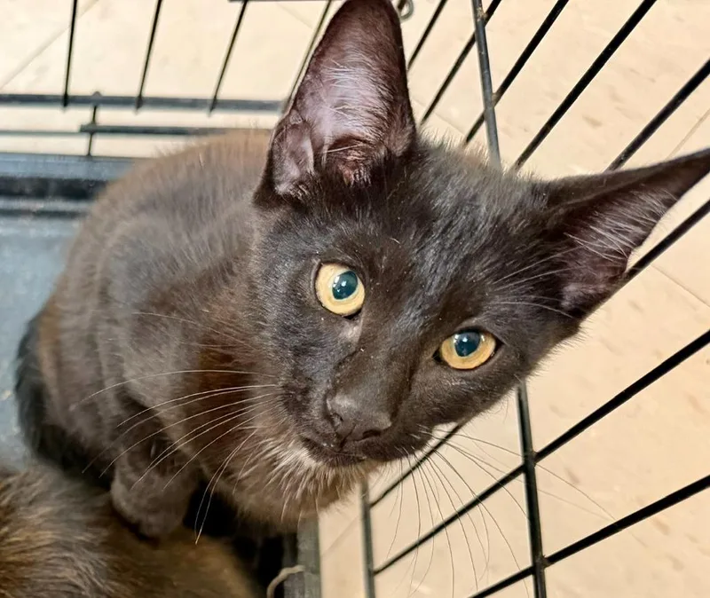 A baby medium-sized female Domestic Short Hair cat named Willie for adoption in Burnsville, NC