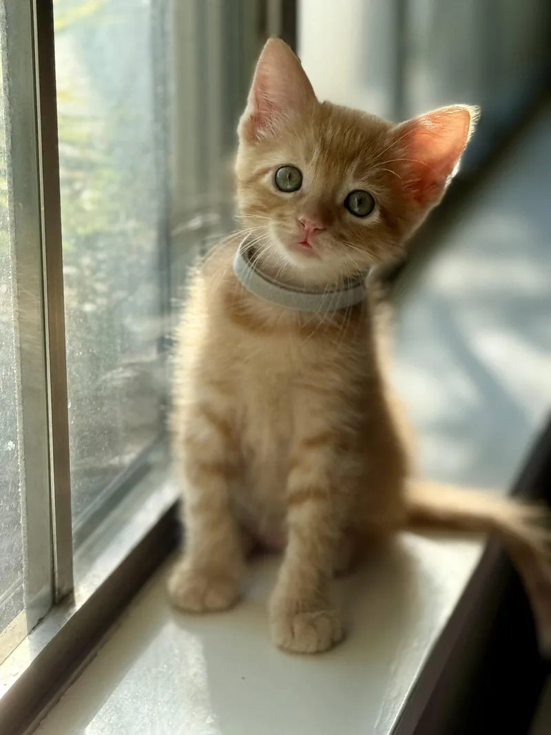 A baby small-sized male Domestic Short Hair cat named Tater for adoption in Texarkana, TX