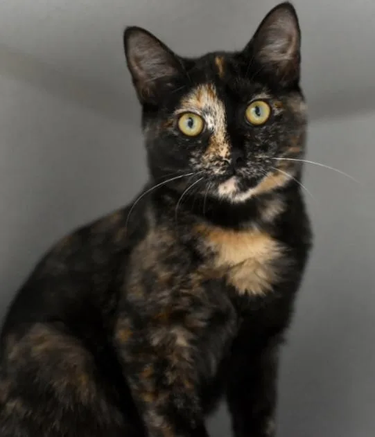 A young medium-sized female Tortoiseshell Domestic Short Hair cat named Misty for adoption in Marietta, GA