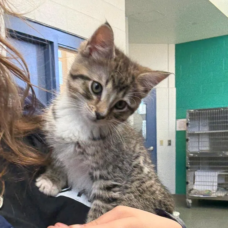 Pip