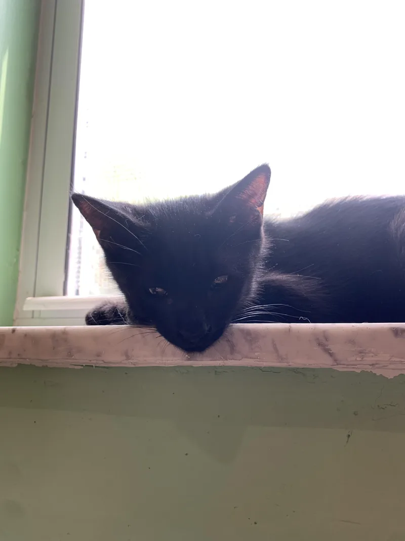 A baby small-sized male Black Domestic Short Hair cat named Thrash for adoption in Philadelphia, PA