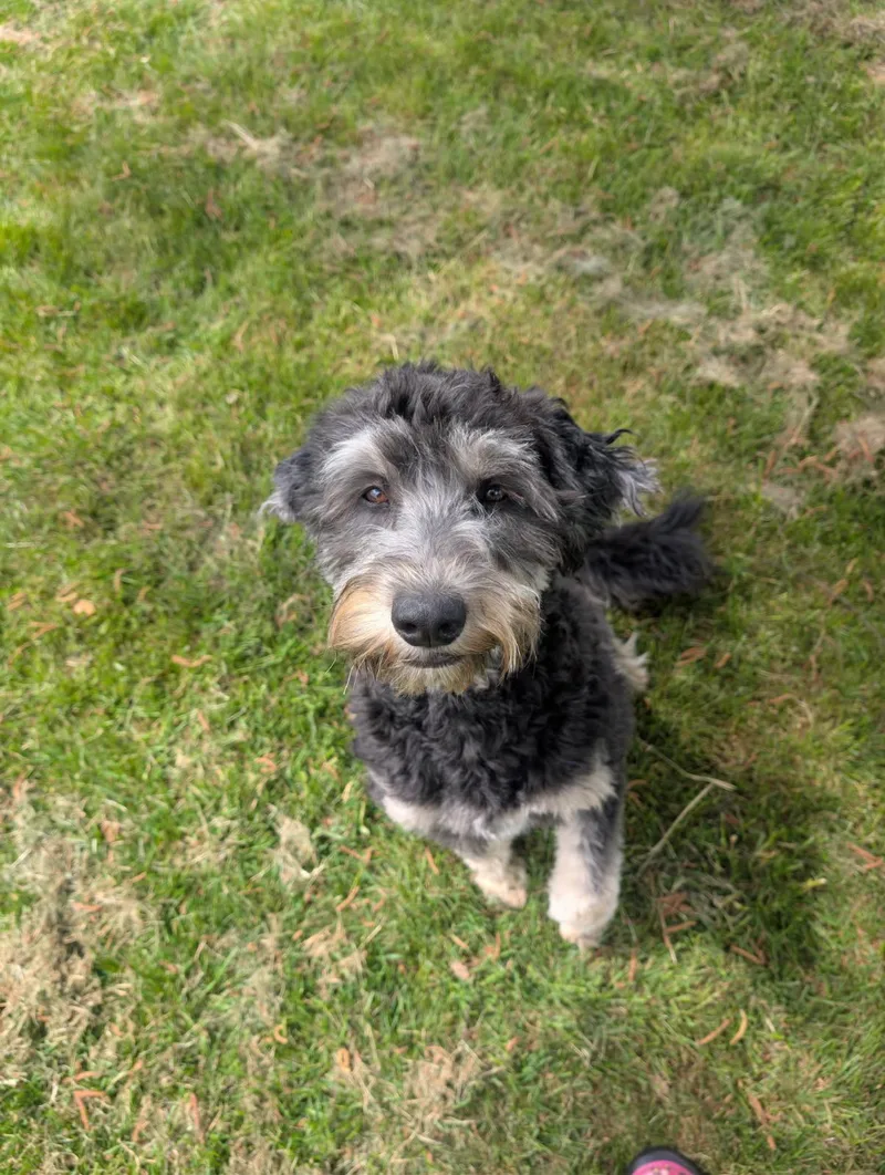 A young medium-sized male Tricolor (Brown, Black, & White) Aussiedoodle dog named Hamilton for adoption in Tillamook, OR