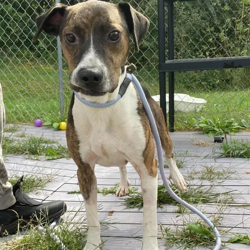 An adult medium-sized male Mixed Breed dog named September for adoption in Caryville, TN