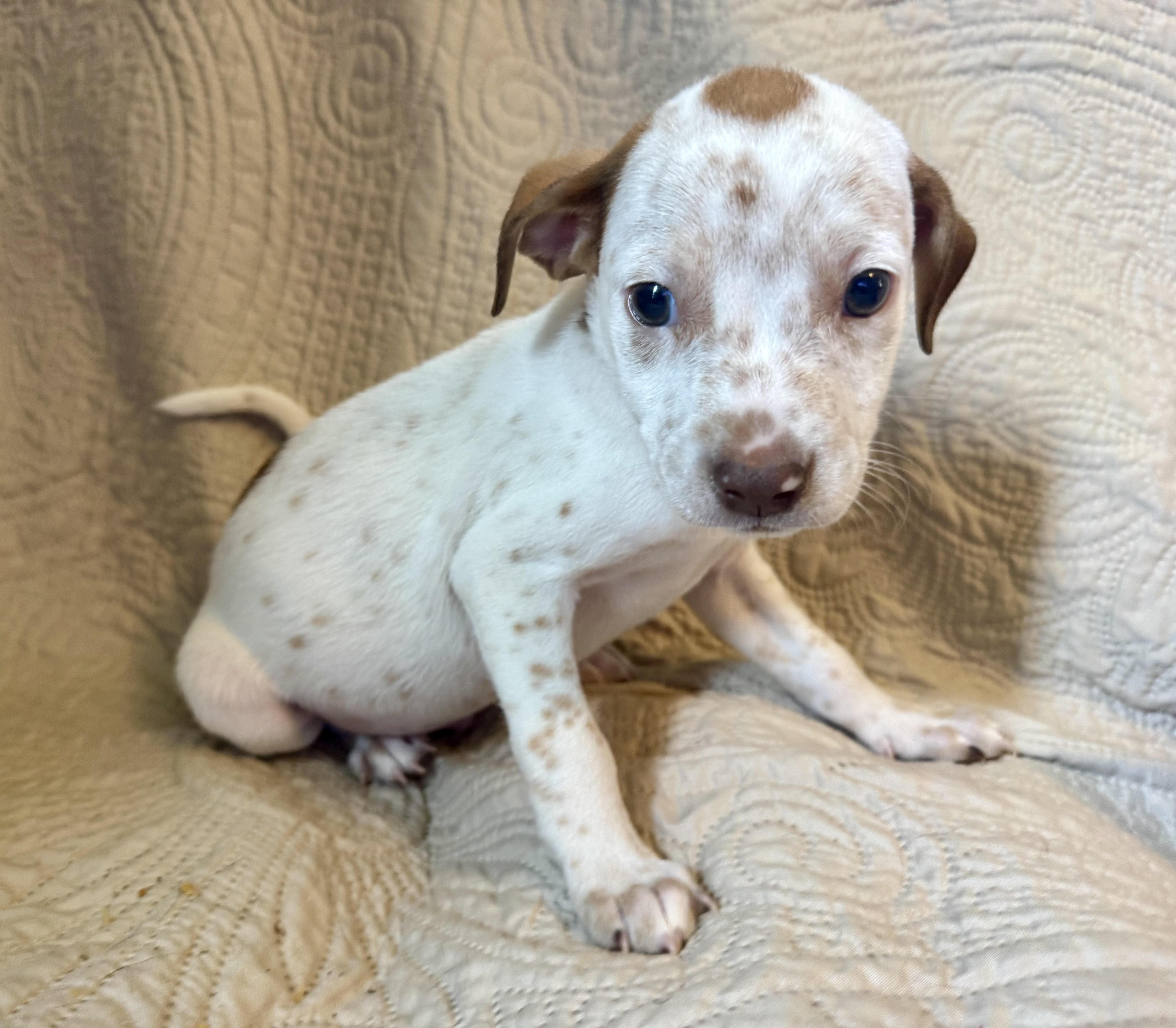 A baby small-sized male Terrier dog named Vinnie for adoption in Maiden, NC