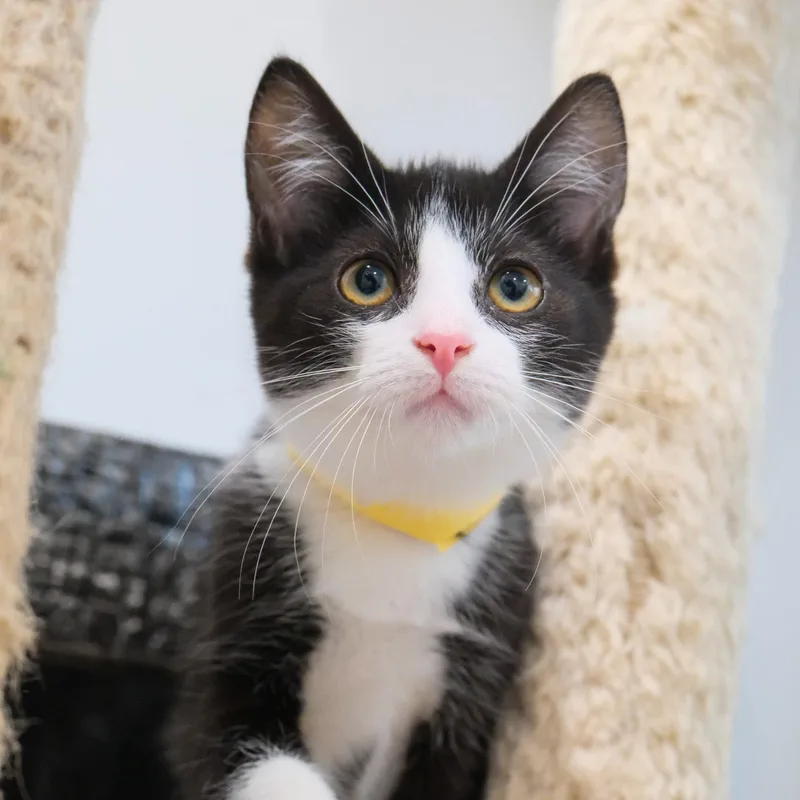 A young medium-sized male Tuxedo cat named Atlas for adoption in Newport Beach, CA
