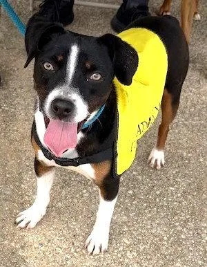 A young medium-sized male American Bulldog dog named Riblet for adoption in Carrollton, GA