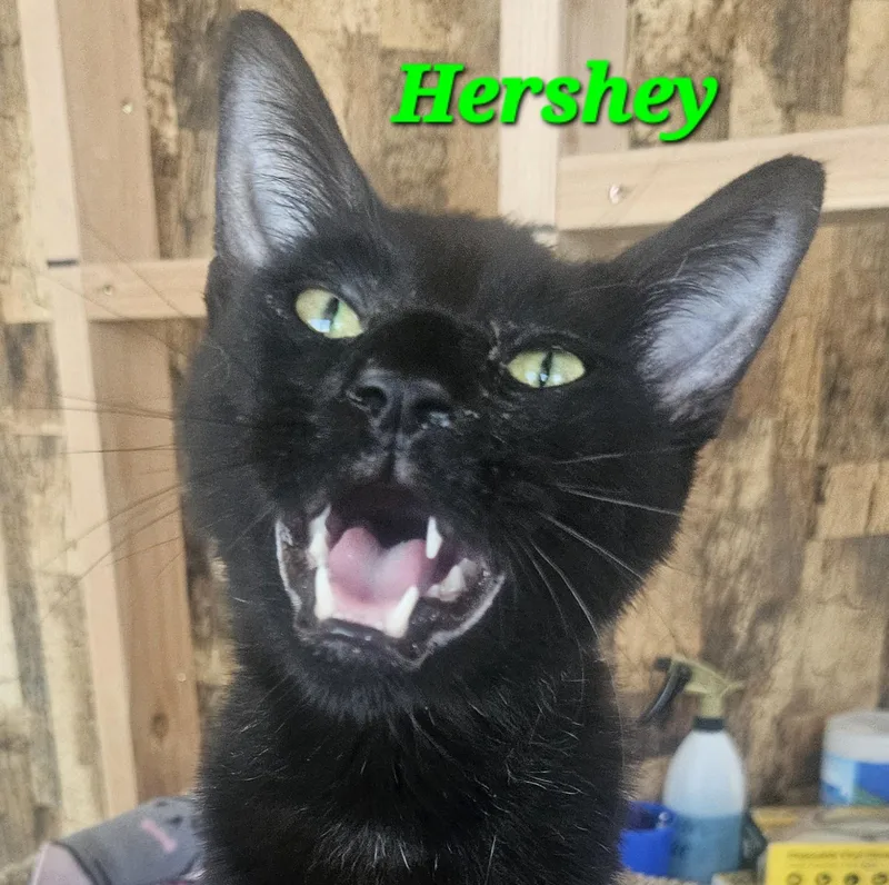 A young medium-sized male Black Domestic Short Hair cat named Hershey for adoption in Orange, CA