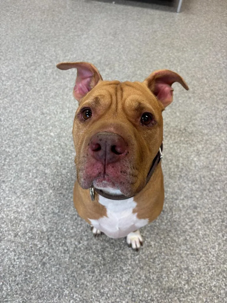 Teddy Bear thumbnail 2