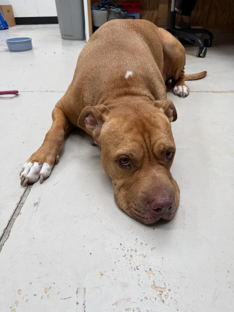 Teddy Bear thumbnail 3