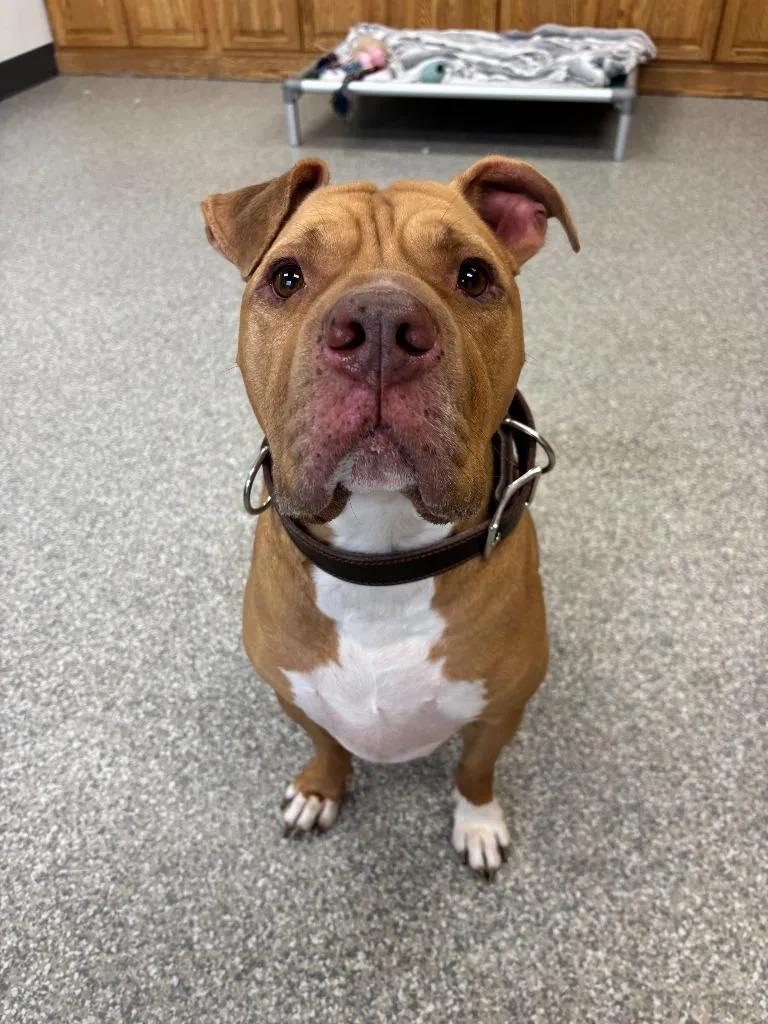 Teddy Bear thumbnail 4