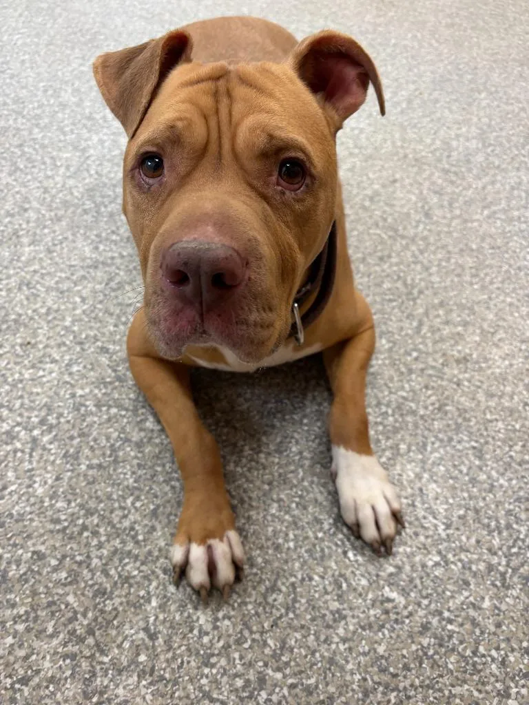 Teddy Bear thumbnail 5