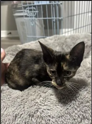 A baby small-sized female Tortoiseshell cat named Jessie for adoption in Sumterville, FL