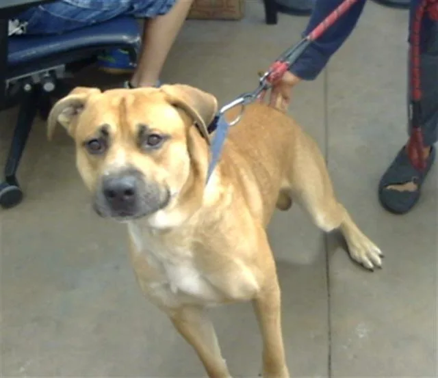 An adult large-sized male Mixed Breed dog named Dallas for adoption in Dallas, TX
