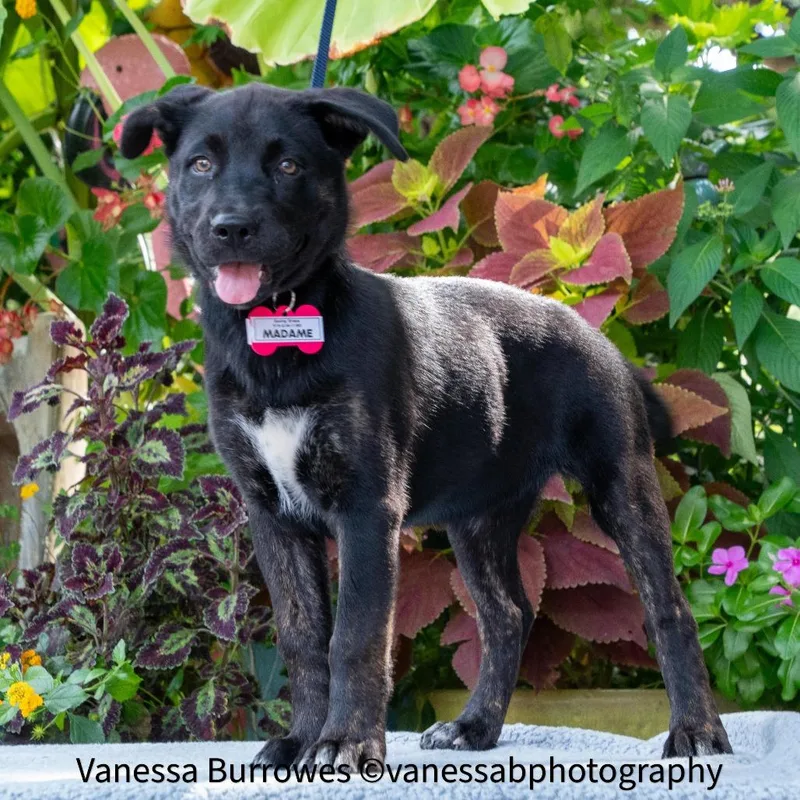 A baby small-sized female Black Retriever dog named Madame for adoption in Wake Forest, NC