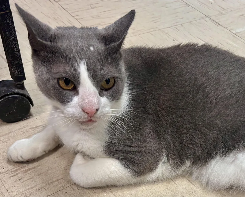 Templeton thumbnail 4