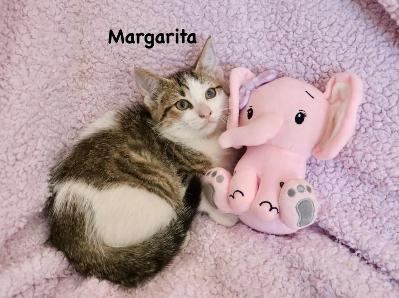 A baby medium-sized female Tabby (Brown / Chocolate) Turkish Van cat named Margarita for adoption in Saint Augustine, FL