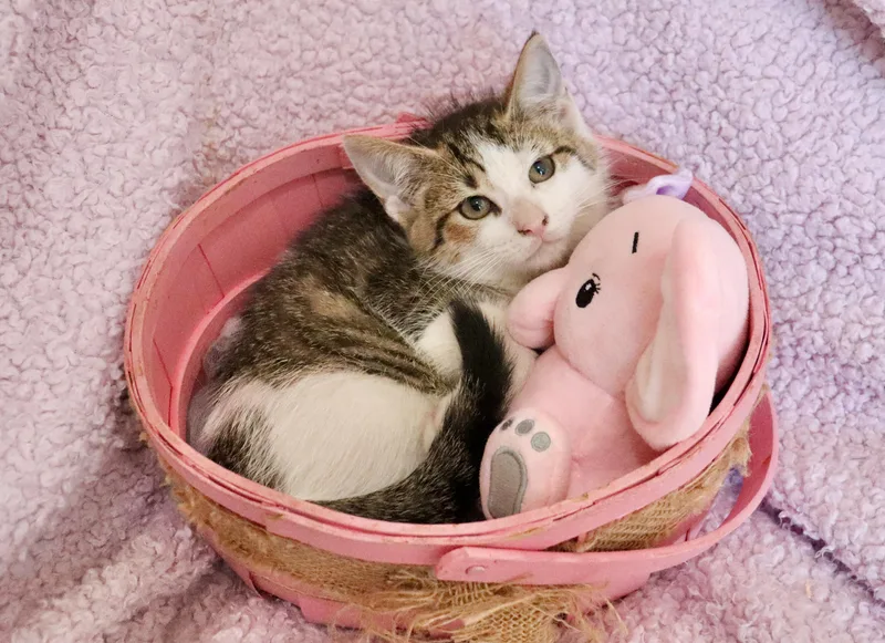 Margarita thumbnail 5