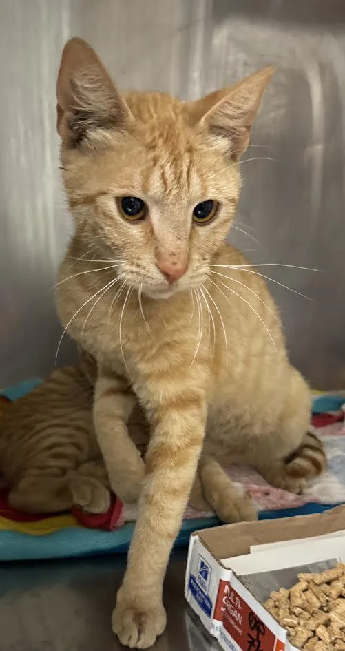 A young small-sized female Domestic Short Hair cat named Jag for adoption in Van Nuys, CA
