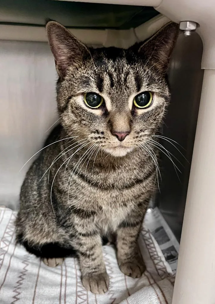 An adult medium-sized female Domestic Short Hair cat named Toots for adoption in Cincinnati, OH