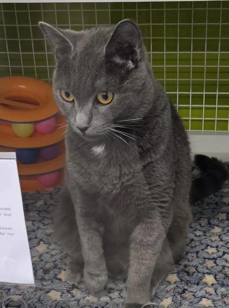 An adult medium-sized female Gray / Blue / Silver Domestic Short Hair cat named Luna for adoption in Green Brook, NJ