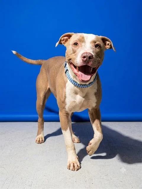 A young large-sized male Mixed Breed dog named Funyun for adoption in Jacksonville, FL