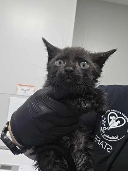 A baby small-sized male Domestic Short Hair cat named Gemeli for adoption in Sevierville, TN