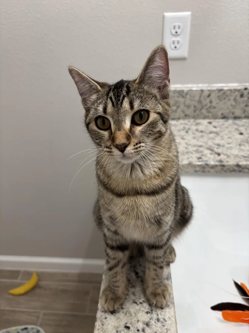 A young medium-sized female American Shorthair cat named Amber Bok for adoption in Longwood, FL