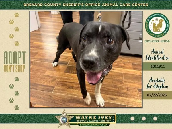 An adult large-sized male Mixed Breed dog named Banjo for adoption in Melbourne, FL