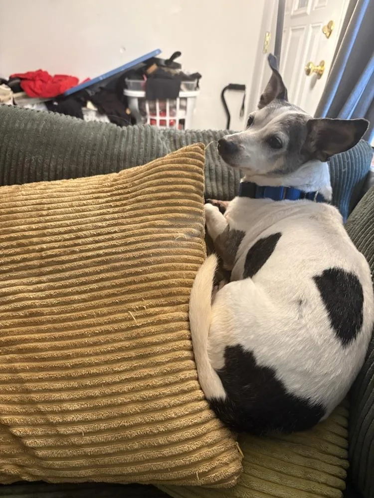 An adult small-sized male Terrier dog named Toby for adoption in Plymouth, MI