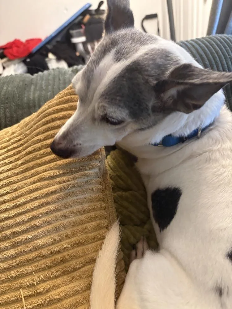 Toby thumbnail 3